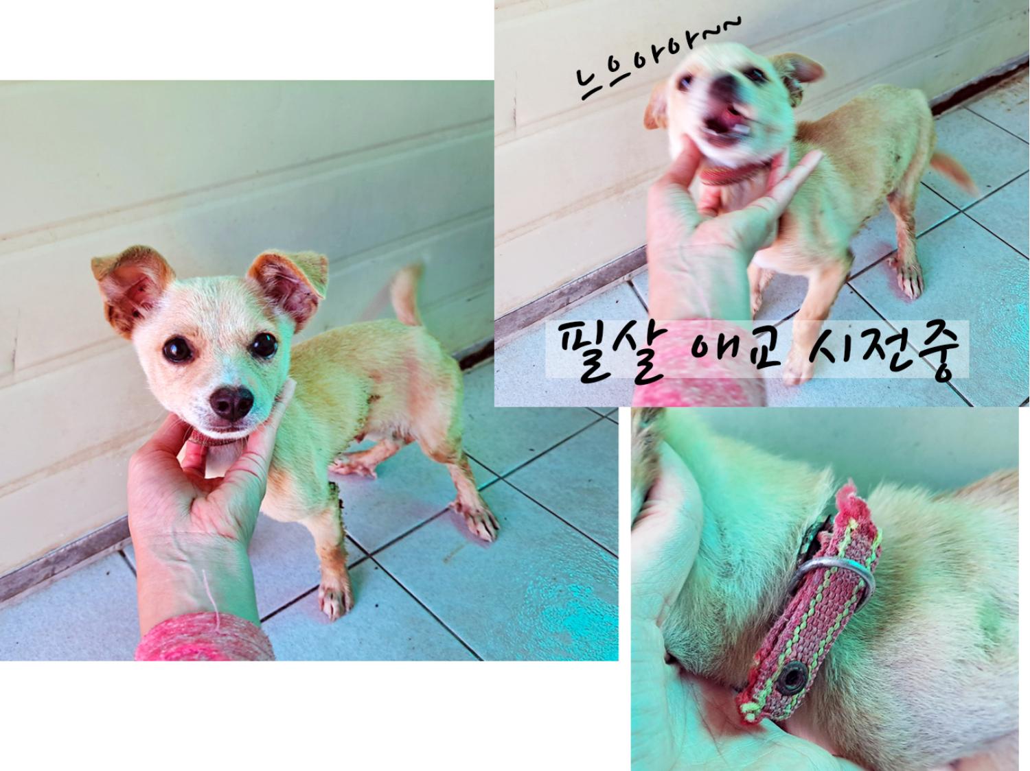 (사)영일동물플러스_447502202300957